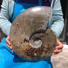 10.64 LB Natural Ammonite Fossil Polished Whole Specimen Home Office Decor picture