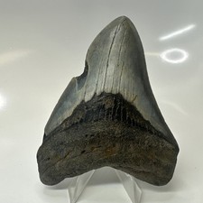 Megalodon Shark Tooth 4.26 Inch - Feeding Damage - Natural - Real Fossil 20513 picture