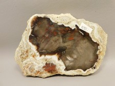 Petrified Wood RARE Polished Round Slab California #OCa2 picture
