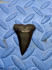 2.39 inch hastalis shark tooth fossil picture