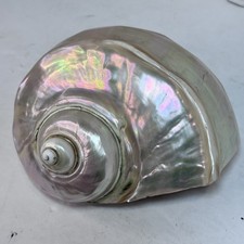 Rare Vintage Large Iridescent PEARL MARMORATUS SATIN TURBO SEASHELL BEACH 5-6
