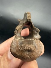 Rare Fossil Alligator Vertebra Fully Intact Santa Fe River Florida picture