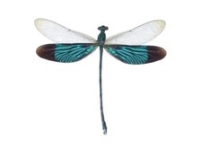 Neurobasis chinensis ONE REAL GREEN DRAGONFLY INDONESIA MOUNTED PACKAGED picture
