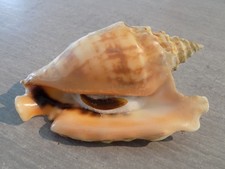 Shell: NEW STROMBIDAE STROMBUS TRICORNIS OLDI 110mm OMAN picture