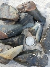 1 pound of Megalodon Teeth Fossils 1 LB LOT Megalodon tooth fragments. Size Mix picture