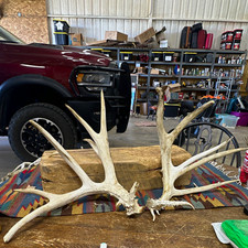 24 pt matDeer Antler cut offs #1103 picture