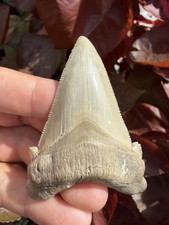 Collector Grade Angustidens Shark Tooth Fossil 2.79” All Natural picture
