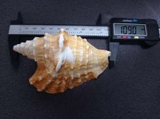 VERY RAREHUGE XL>TRICORNIS OLDI(OLD'S CONCH)MOGADISCIO,REPUBLIC OF SOMALIA/NO.2 picture