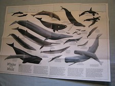 VINTAGE WHALES OF THE WORLD + THE GREAT WHALES MAP National Geographic Dec. 1976 picture