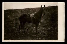 RPPC Horse and Saddle Postcard Geneseo Kansas KS picture