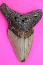 Authentic Megadolon Shark Tooth 3.54 Inch 70 Grams Fossil Dinosaur Girl COA M26 picture