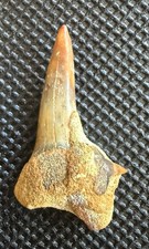 Fossil hastalis Tooth 1.2” Fire Zone Lower with Attached Carcharhinus 0.3” picture