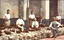 Havana Cigar Factory Workers La Natividad c1900s-10s Vintage Postcard picture