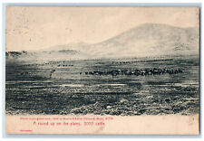 1906 A Round Up On Plains 3000 Cattle Scene Chinook Havre Montana MT Postcard picture