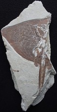 Pararaja expansa - Very Rare Stingray Missing Half - Cretaceous Fossils Lebanon picture