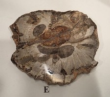 Full Bark Petrified Wood Slab Polished Both Sides #E picture