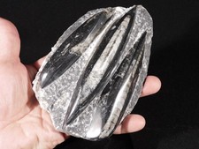 LARGER 400 Million Year Old Polished ORTHOCERAS Fossil Plate Morocco 687gr picture
