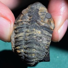 Ultra rare trilobite, Proboloides cottreaui: Bolivia Devonian trilobite fossil picture