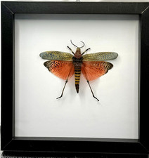 Framed Rainbow Milkweed Locust, female(Phymateus saxosus), Madagascar picture