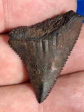 Fossil Florida Great White Sharks Tooth picture