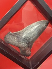 ANGUSTIDENS SHARK TOOTH - MEGALODON ANCESTOR SERRATED KILLER SHARK TOOTH SC picture