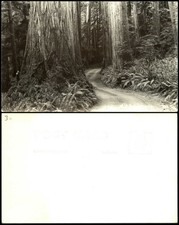 Mill Creek Drive Redwood trees RPPC Patterson 810 real photo picture