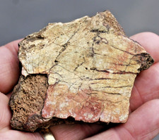 Triceratops Small Frill Bone Section •  Lance Formation • Niobrara Co., Wyo. picture