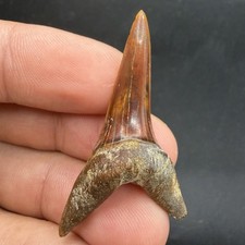 Isurus Desori Mako Peru - Fire Red 1.84” RARE Fossil picture