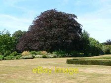 Photo 6x4 Copper Beech Scampston A truly magnificent tree in the garden a c2006 picture
