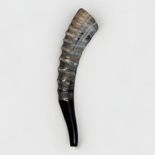 Blesbok Horn Shofar Rare 10”-15” New KOSHER Made From USA picture