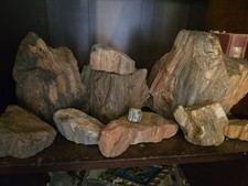 INCREDIBLY RARE, Ultra Unique, Exotic collection of Petrified wood. picture