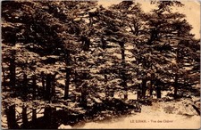 Antique Cedars of Lebanon Beirut Vintage Sepia Postcard 1905 1920 [AD] picture