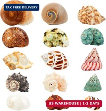 15PCS Hermit Crab Shells | Natural Sea Conch Size 1.6