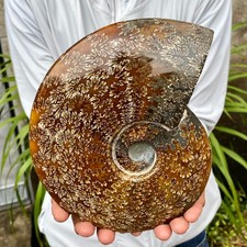 3.94LB Natural Fossil Snail Agate Fancy Cabochon Gemstones picture