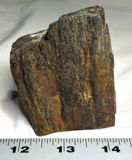 Triceratops bone picture