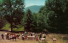 Catskill Game Farm People Petting Animals Vintage Postcard Unposted picture