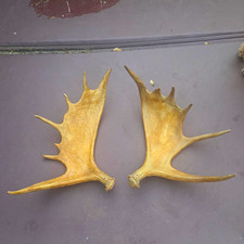 Pair of Moose Antler Sheds - Moose Antlers, Paddles, Natural Antler Material picture