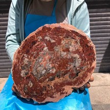 7.96LB Natural Petrified Wood Crystal Fossil Slice Crystal Specimen Healing 6383 picture