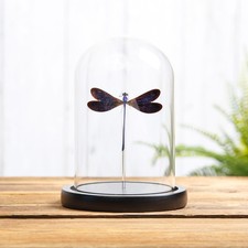 Damselfly In Glass Dome (Vestalis luctuosa) picture