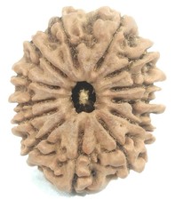 Original Nepali Siddha 12 Mukhi Rudraksha Lab Certified Natural Sacred Bead picture