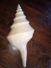 Syrinx Aruanus Australian Trumpet Conch Seashell 14