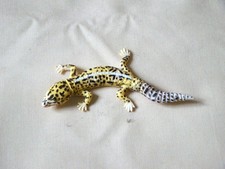 New Japan Kaiyodo Furuta Choco Egg Puzzle Pet Animal Figure Leopard Gecko Lizard picture