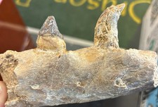 basilosaurus Jaw picture