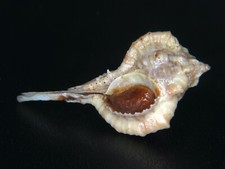 MUREX 