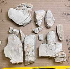Unprepared Fossil - Oligocene Mammal Leptictis - RARE Fossil Predator picture