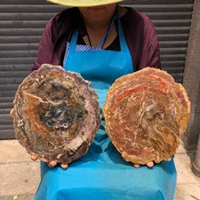 2pc 7.65LB Natural Petrified Wood Crystal Fossil Slice Shape Specimen Healing picture