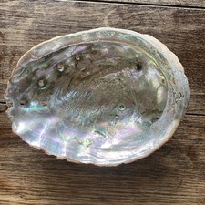 Large Abalone Shell Natural Beach Worn Craft 8-9 In. Color Condition Size Varies picture