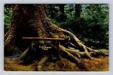Redwood Highway CA-California, Elephant Tree, Antique Vintage c1951 Postcard picture