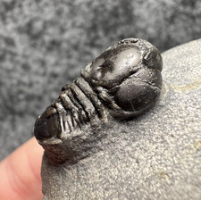 Cyclopyge Trilobite Fossil – Spectacular Huge Eyes, Pelagic Species ✅ picture