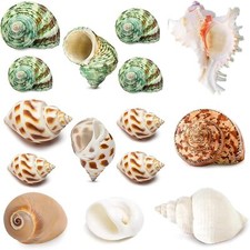 15Pcs Natural Hermit Crab Shells Medium Small Turbo Seashells For Aquariums picture
